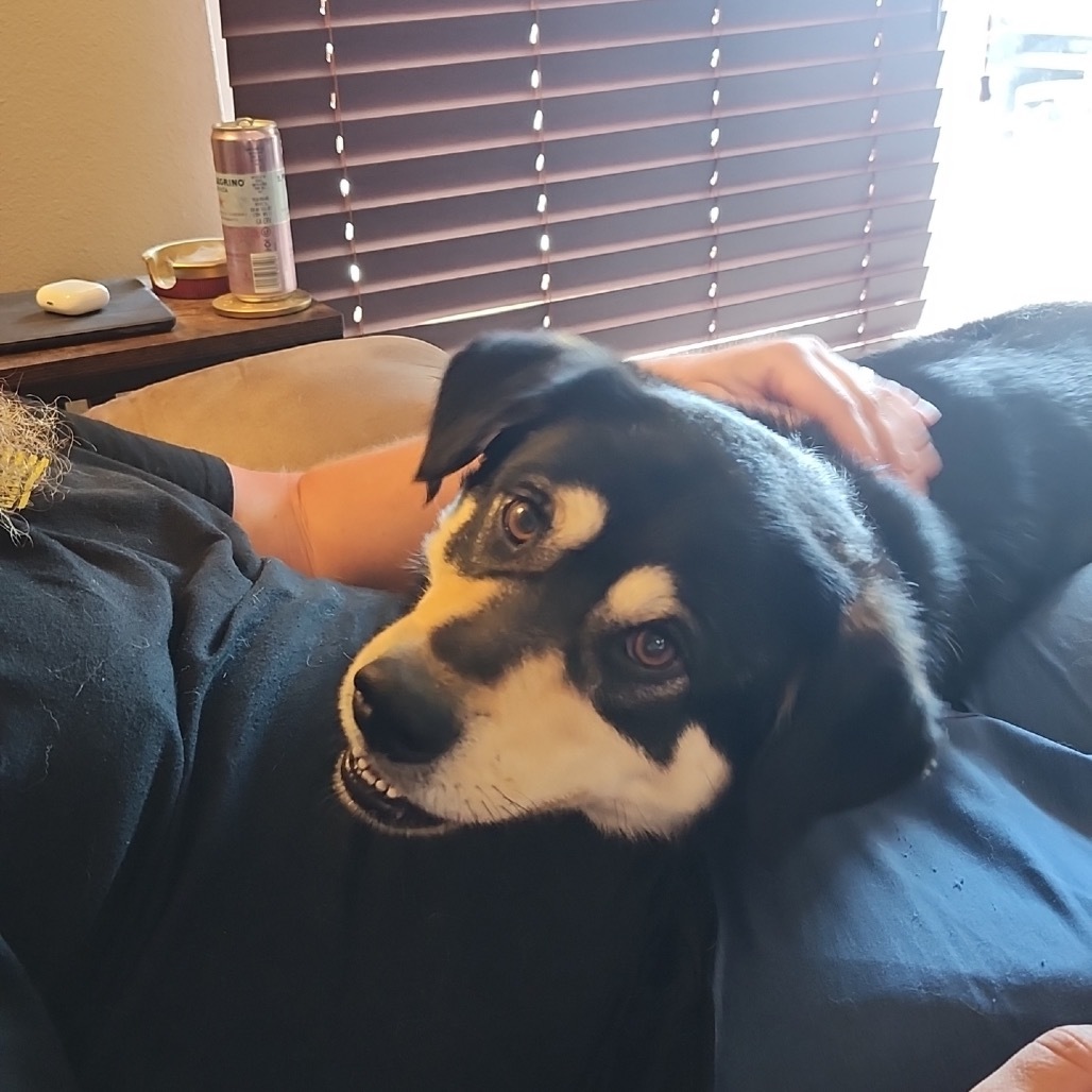 Smore, an adoptable Mixed Breed in Bismarck, ND, 58507 | Photo Image 5