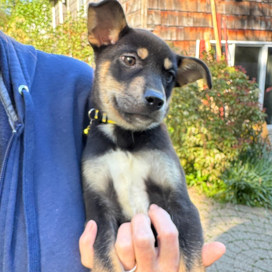 NY Yellow (Foster in Carmel)