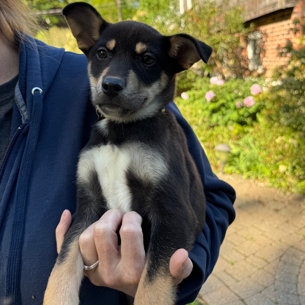 NY Yellow (Foster in Carmel)