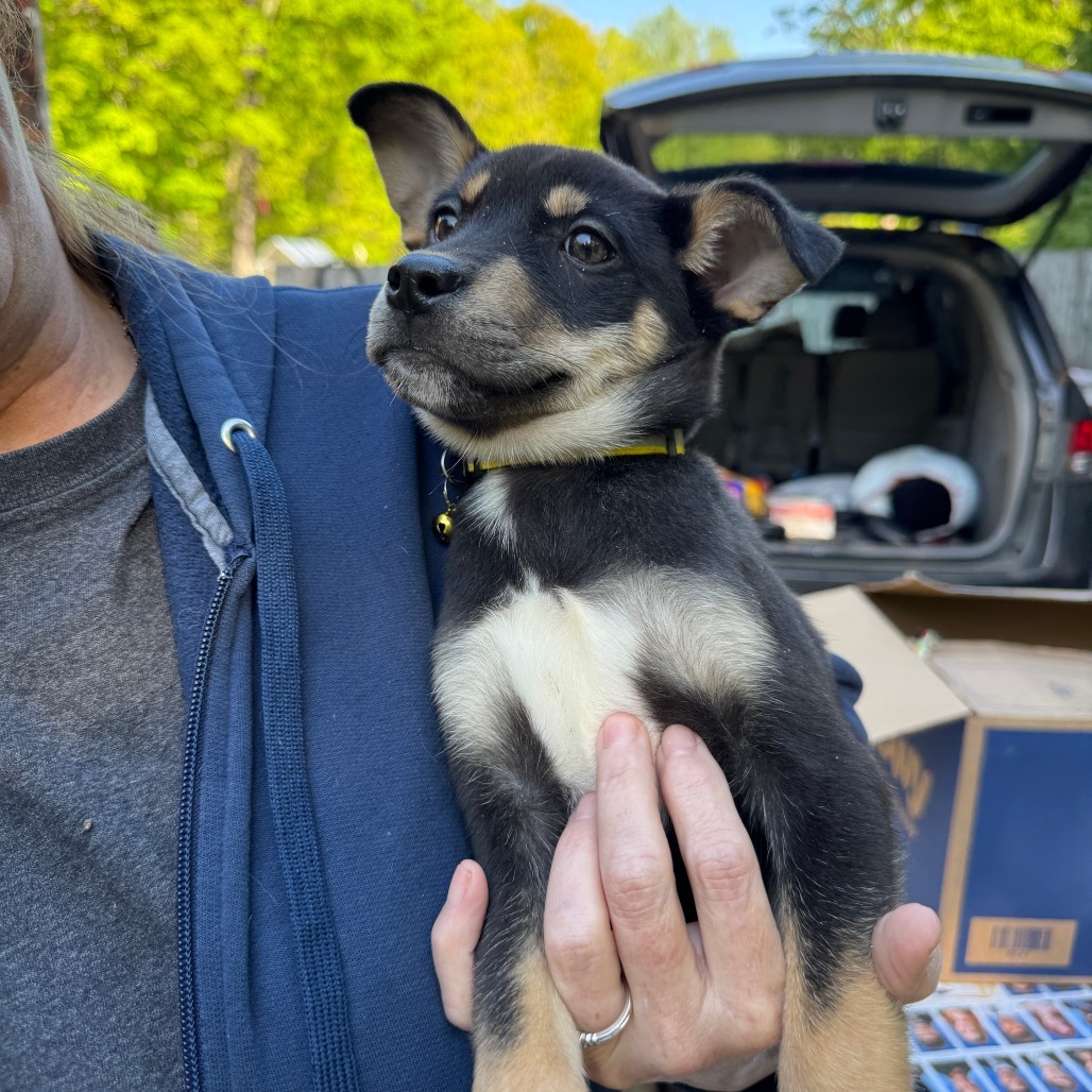 NY Yellow (Foster in Carmel)