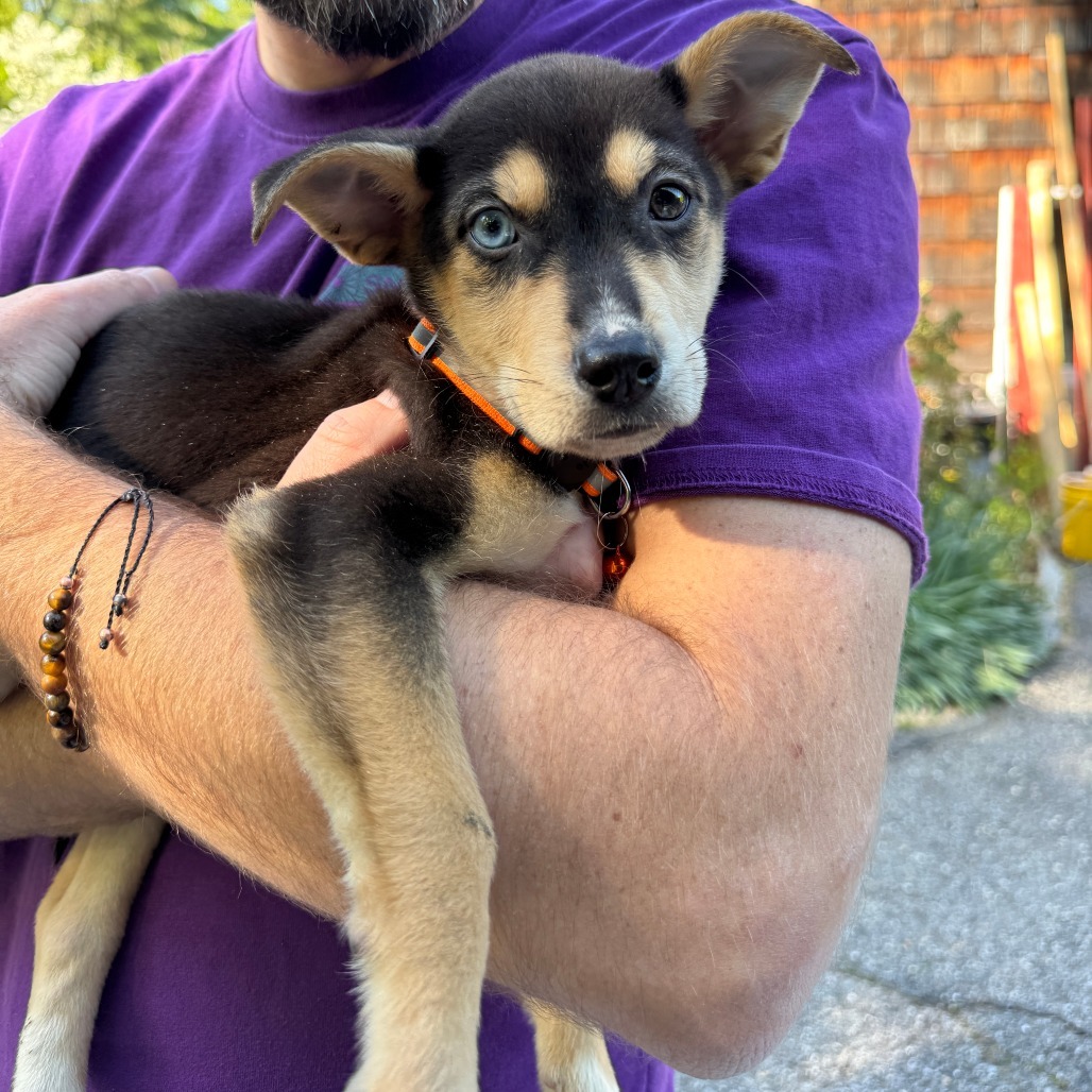 NY Orange May (Foster in Carmel)