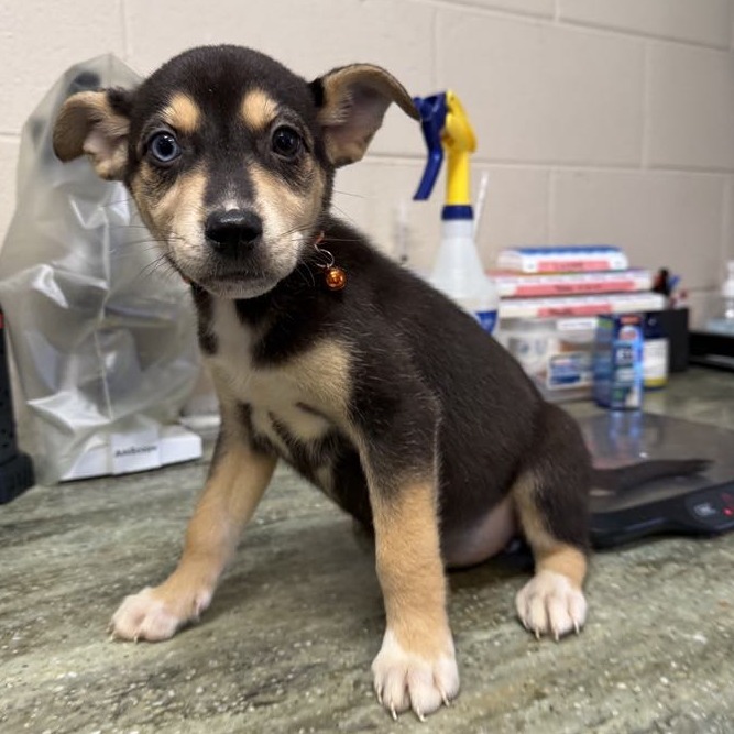NY Orange May (Foster in Carmel)