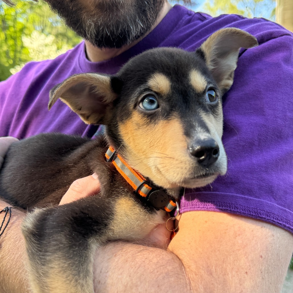 NY Orange May (Foster in Carmel)