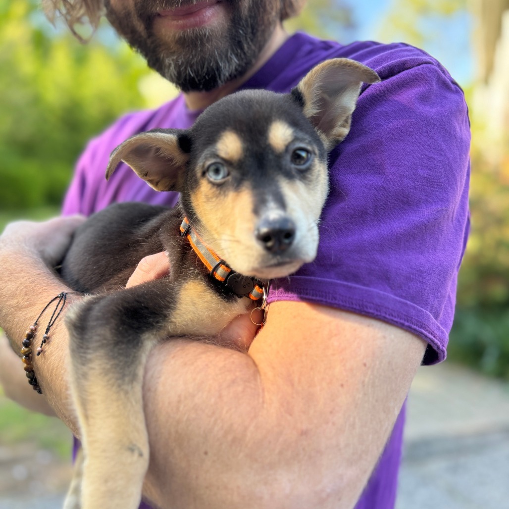 NY Orange May (Foster in Carmel)