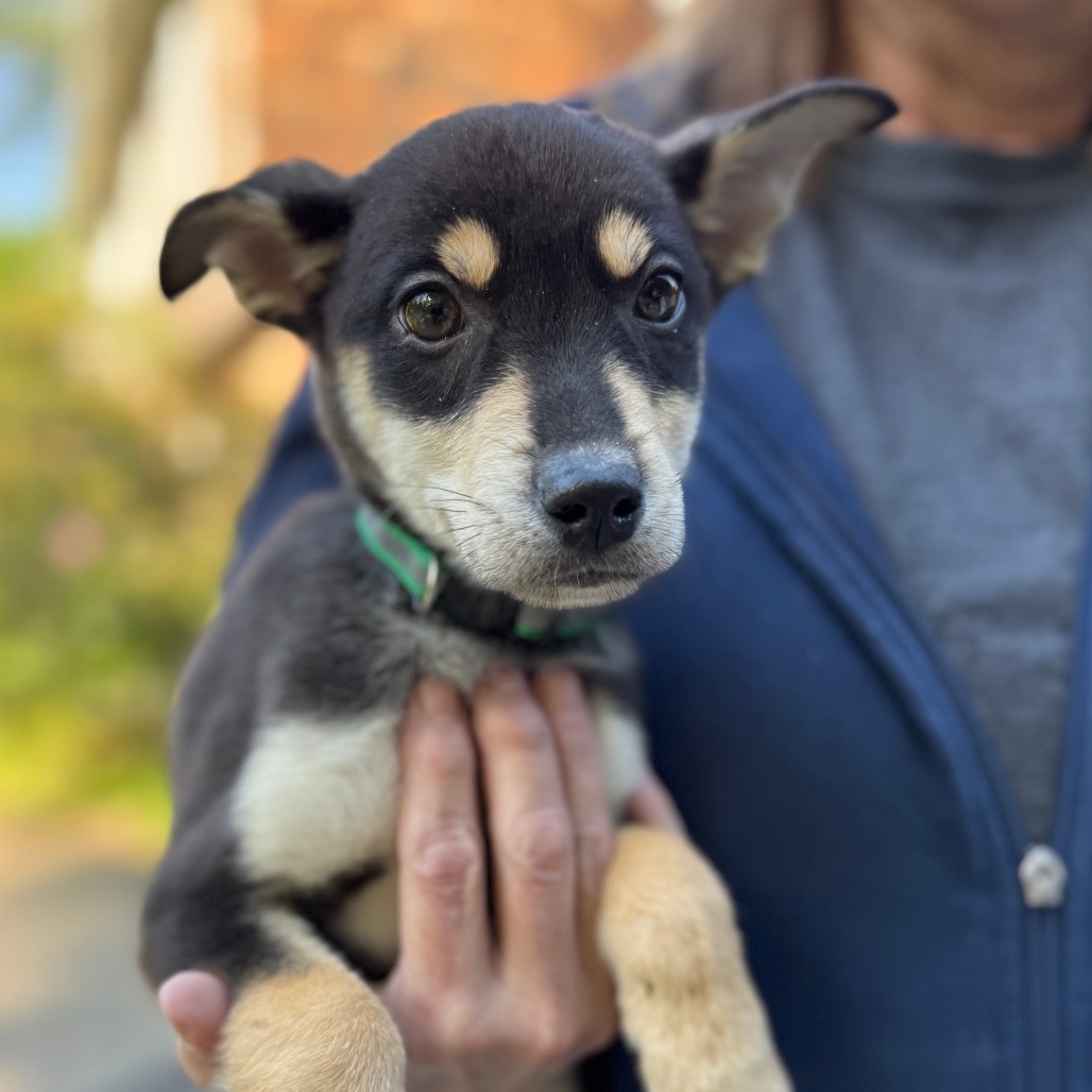 NY Green (Foster in Carmel)