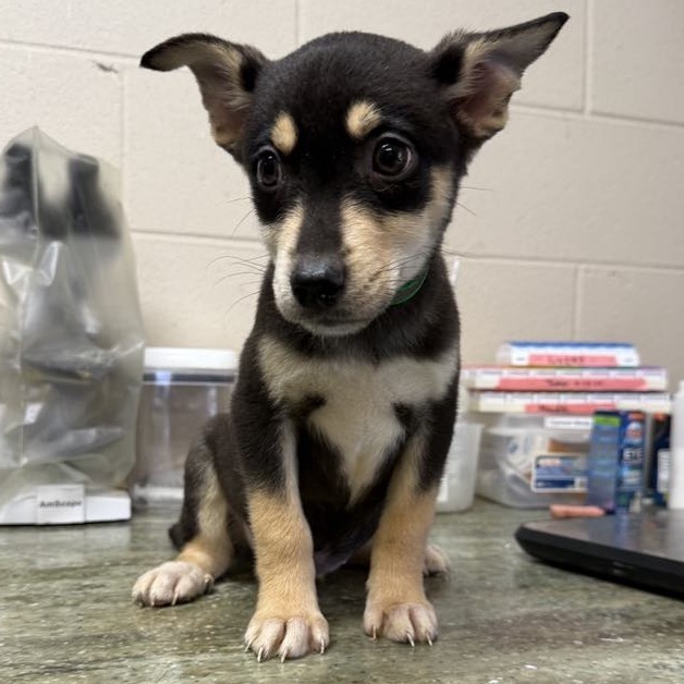 NY Green (Foster in Carmel)