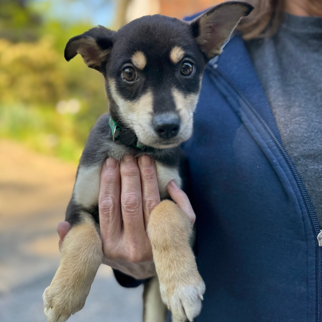 NY Green (Foster in Carmel)
