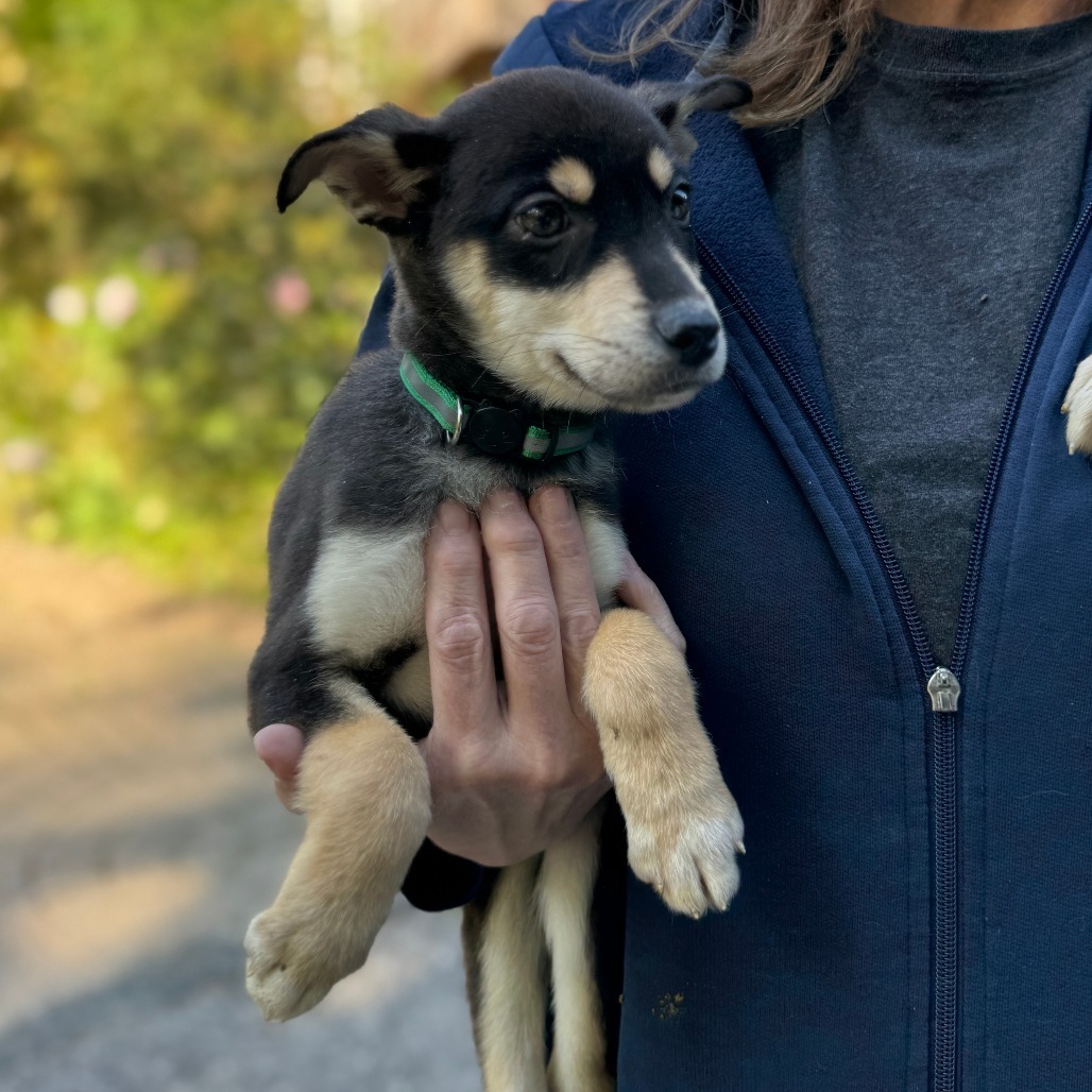 NY Green (Foster in Carmel)
