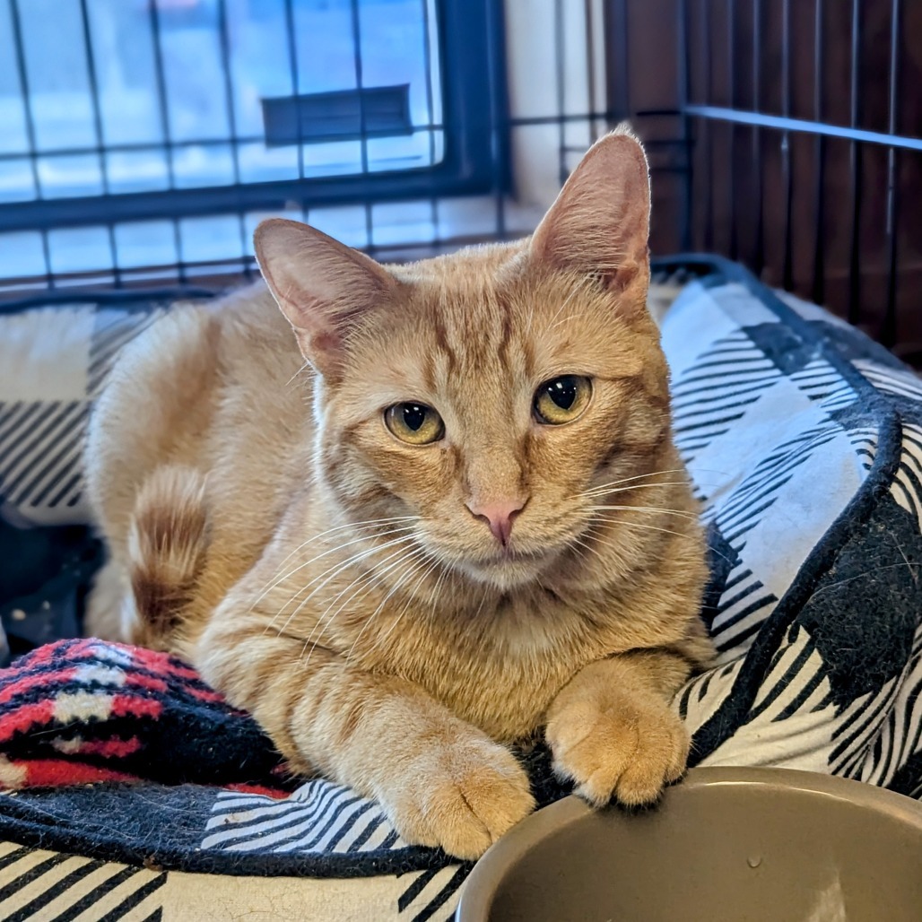 Toby