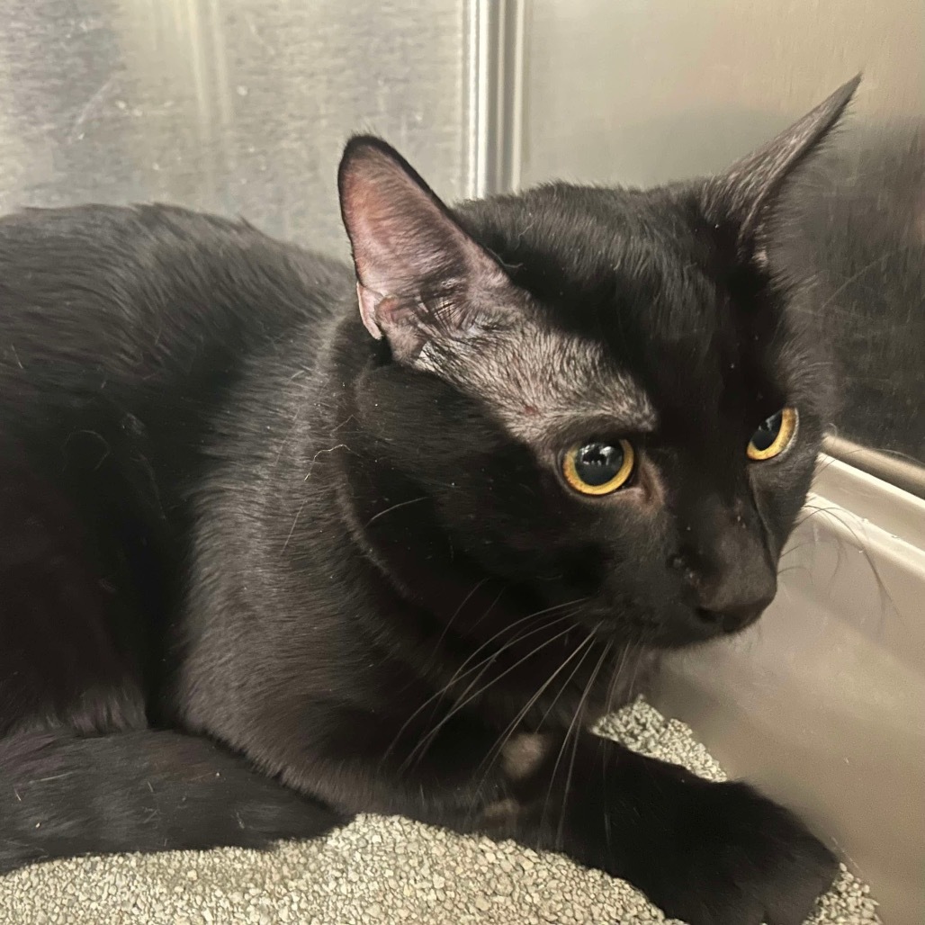 Blanka Cat OS NV, an adoptable Domestic Short Hair in Las Vegas, NV, 89145 | Photo Image 1