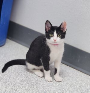 Frumpkin, Baby Female Domestic Short Hair