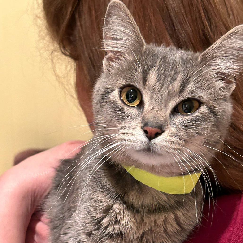 Fiona, an adoptable Domestic Short Hair in Grand Rapids, MN, 55744 | Photo Image 1