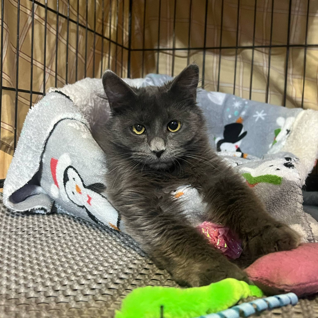 Cagney, an adoptable Domestic Medium Hair in Grand Rapids, MN, 55744 | Photo Image 1