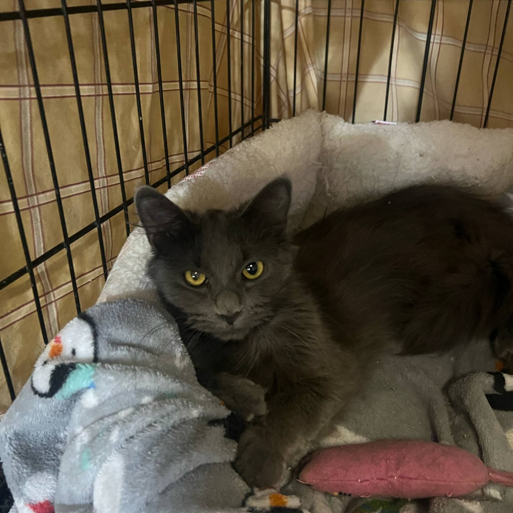 Cagney, an adoptable Domestic Medium Hair in Grand Rapids, MN, 55744 | Photo Image 2