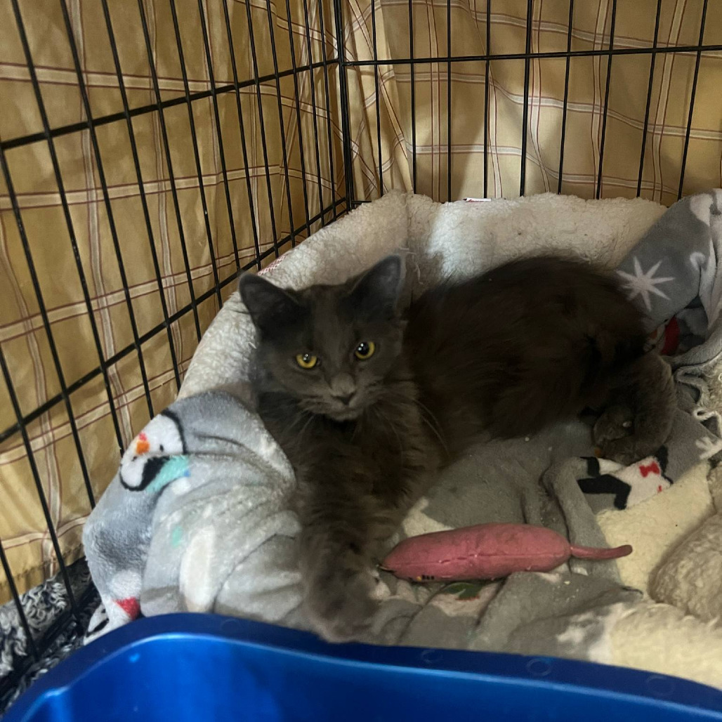 Cagney, an adoptable Domestic Medium Hair in Grand Rapids, MN, 55744 | Photo Image 3