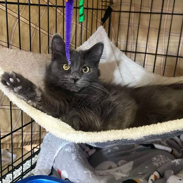 Cagney, an adoptable Domestic Medium Hair in Grand Rapids, MN, 55744 | Photo Image 4