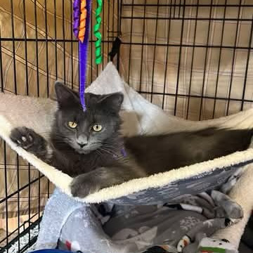 Cagney, an adoptable Domestic Medium Hair in Grand Rapids, MN, 55744 | Photo Image 5