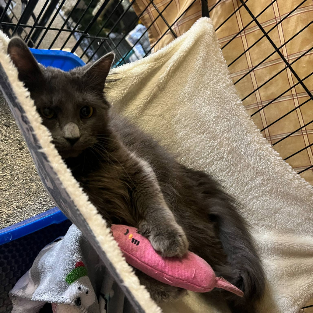 Cagney, an adoptable Domestic Medium Hair in Grand Rapids, MN, 55744 | Photo Image 6