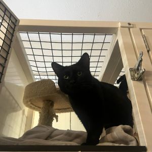 Ralph, Adult Male Domestic Short Hair