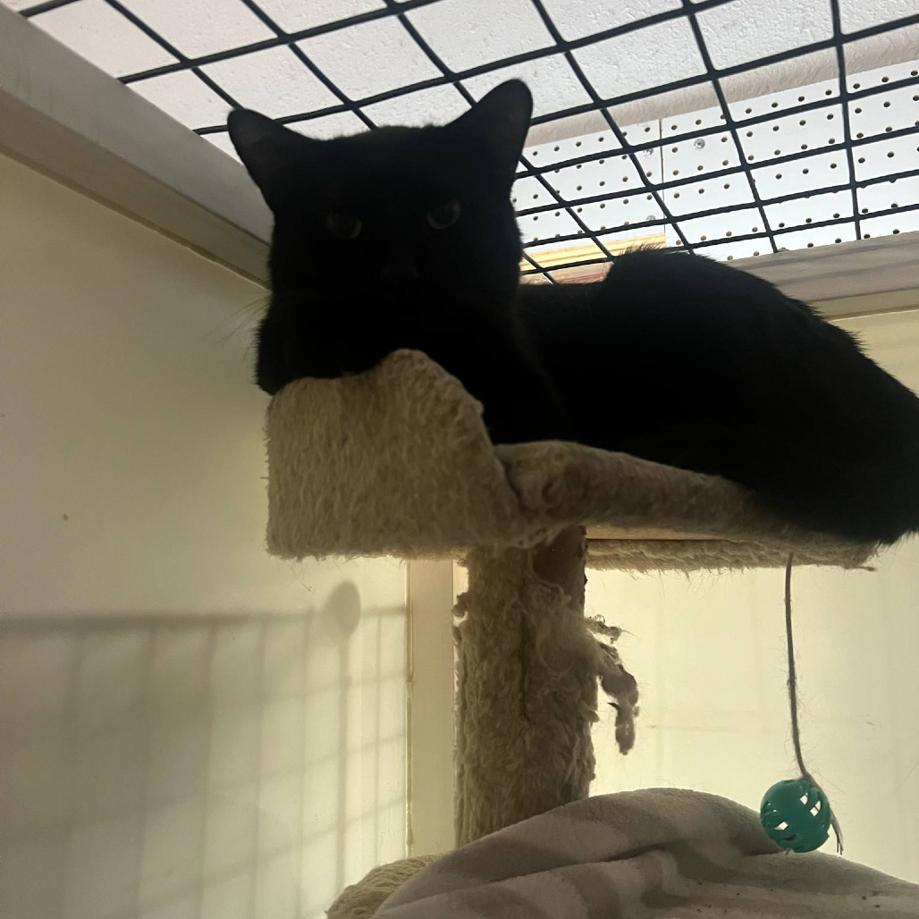 Ralph, an adoptable Domestic Short Hair in Grand Rapids, MN, 55744 | Photo Image 2