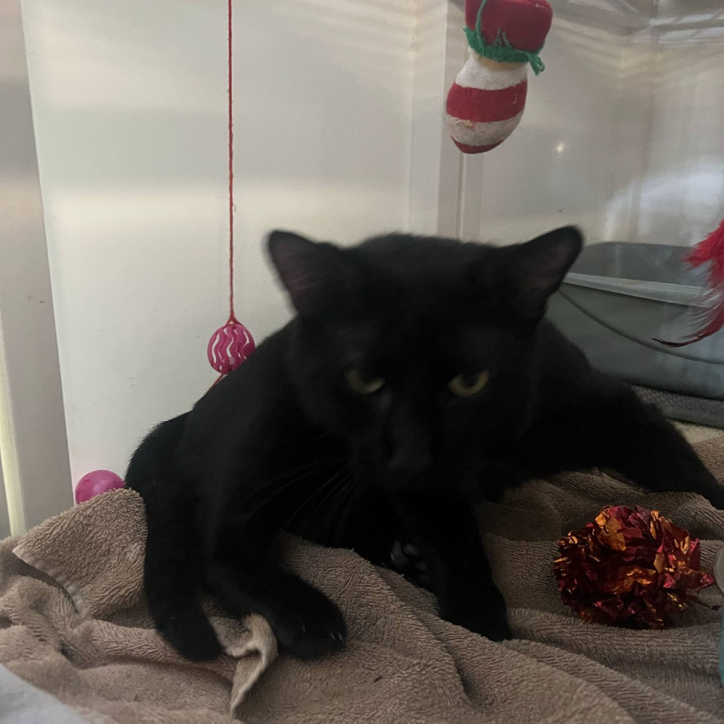 Ralph, an adoptable Domestic Short Hair in Grand Rapids, MN, 55744 | Photo Image 3