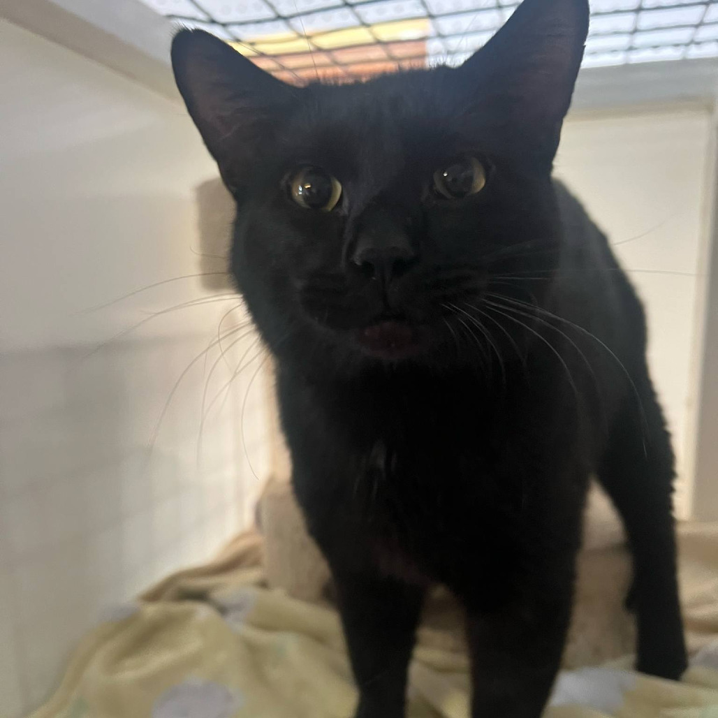 Ralph, an adoptable Domestic Short Hair in Grand Rapids, MN, 55744 | Photo Image 4