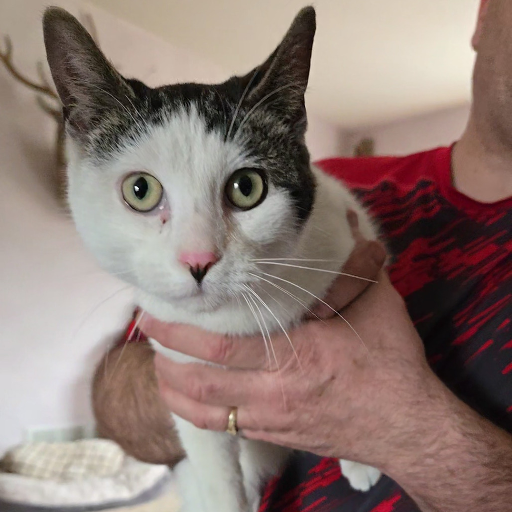 TJ, an adoptable Domestic Short Hair in Grand Rapids, MN, 55744 | Photo Image 1