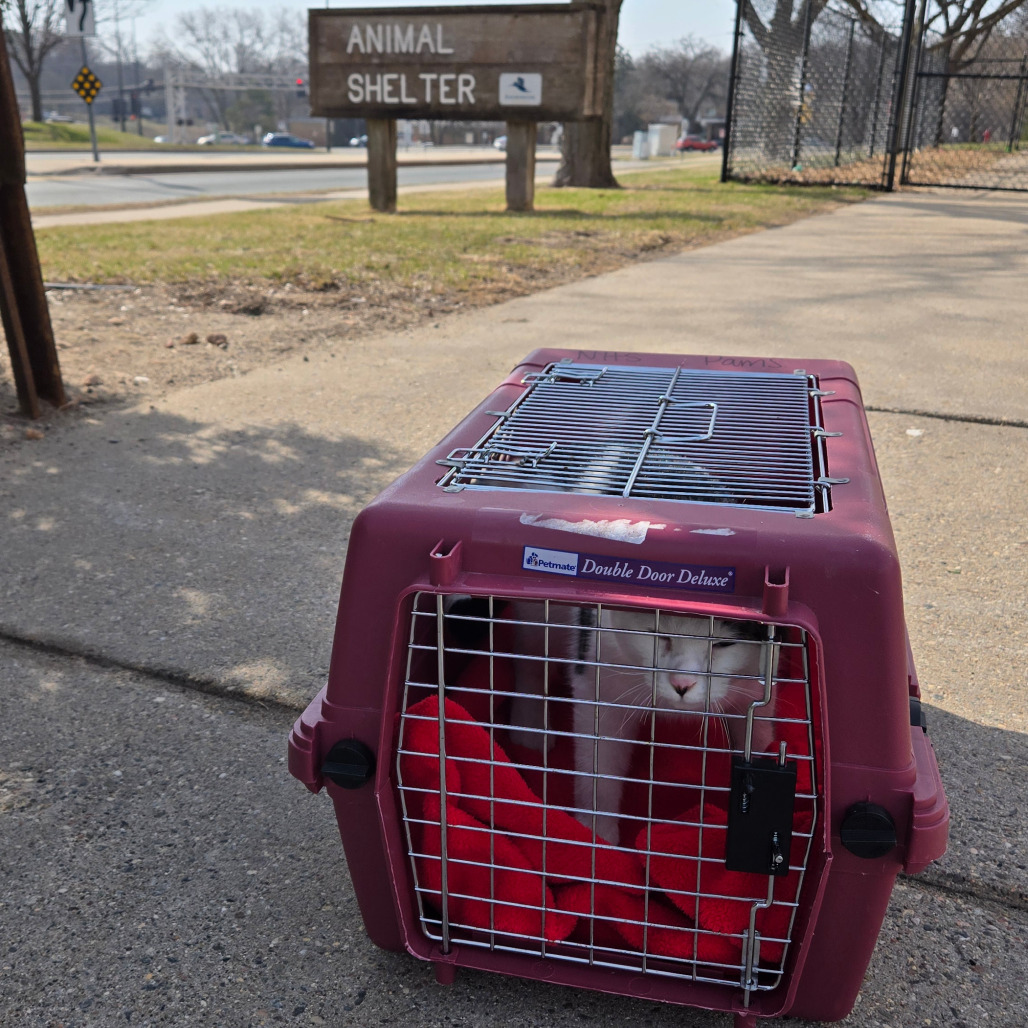 TJ, an adoptable Domestic Short Hair in Grand Rapids, MN, 55744 | Photo Image 2