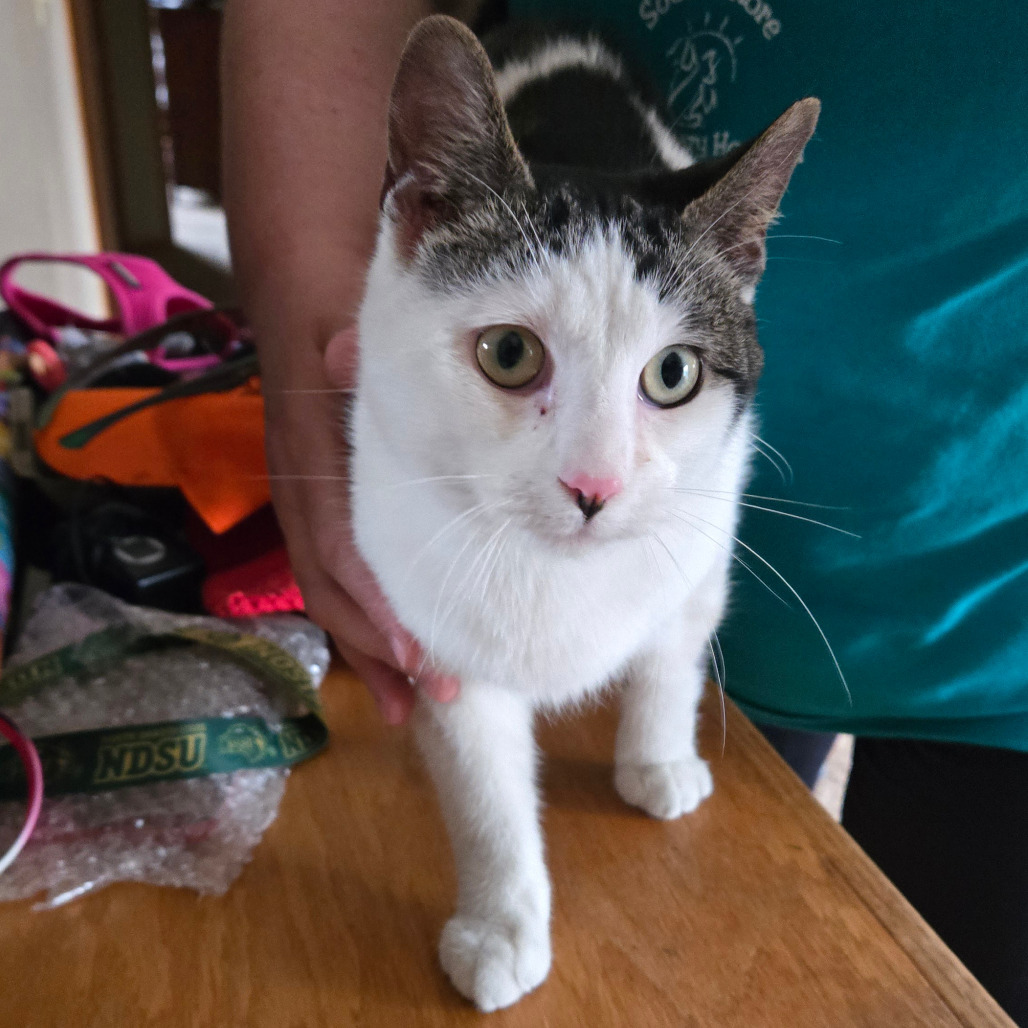 TJ, an adoptable Domestic Short Hair in Grand Rapids, MN, 55744 | Photo Image 3