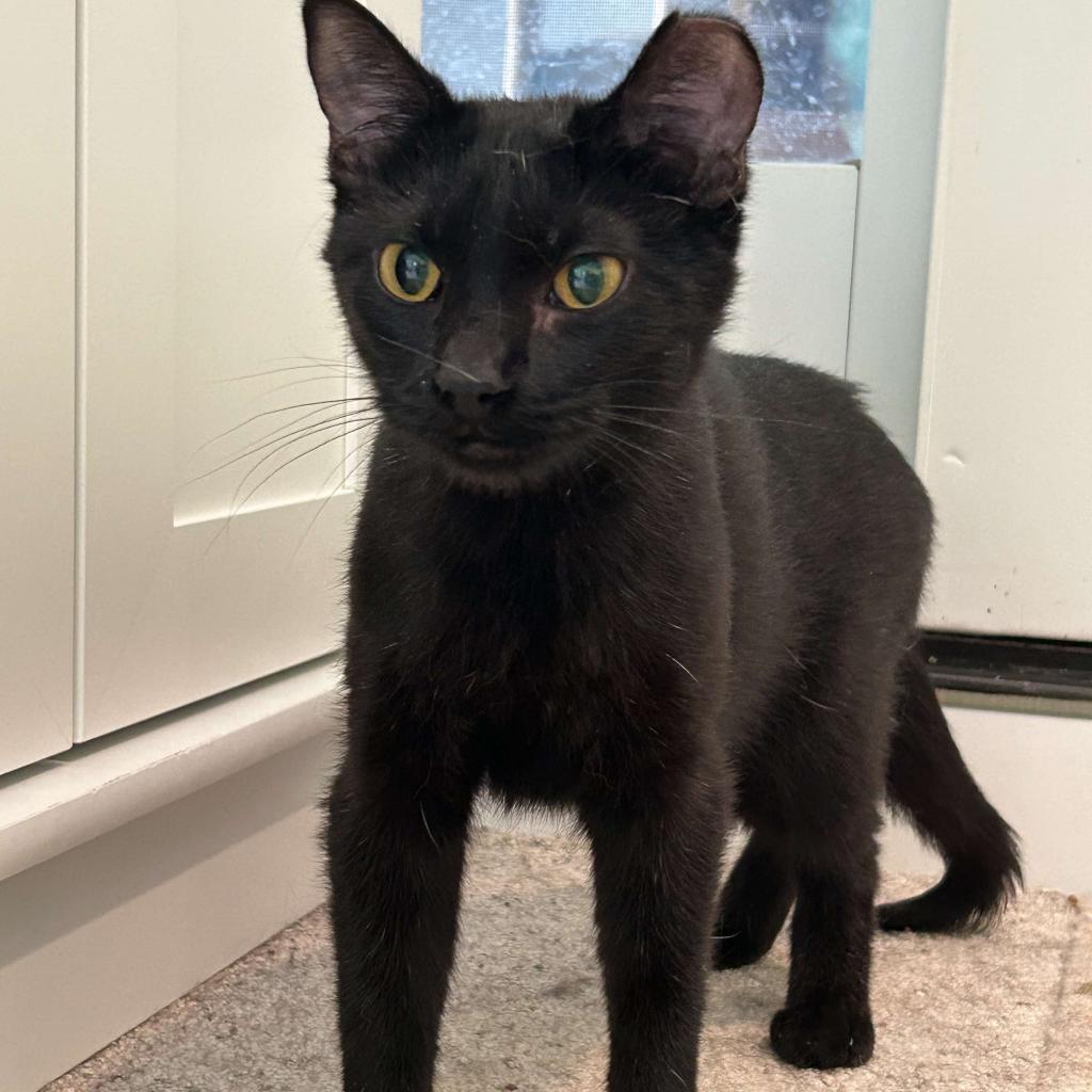 Jessie, an adoptable Domestic Short Hair in Grand Rapids, MN, 55744 | Photo Image 1