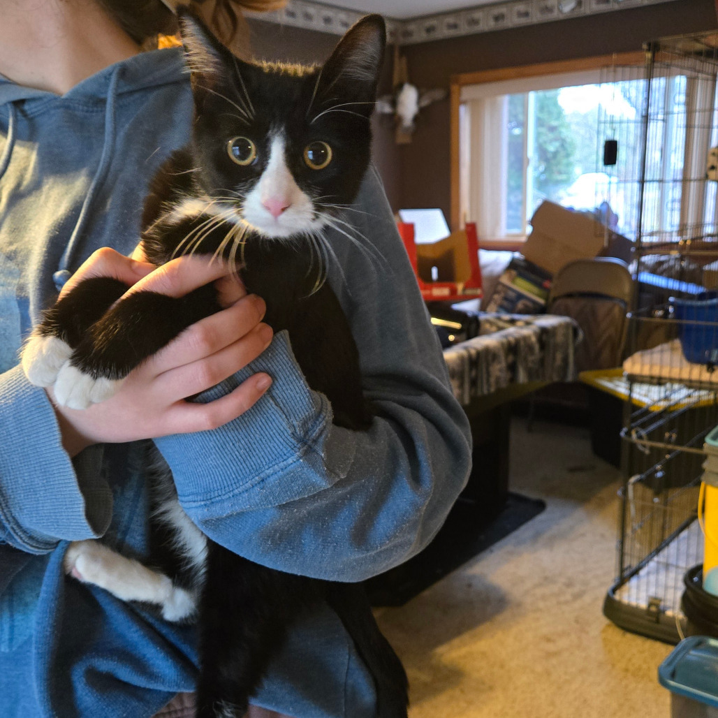 Olivia, an adoptable Domestic Short Hair in Grand Rapids, MN, 55744 | Photo Image 2