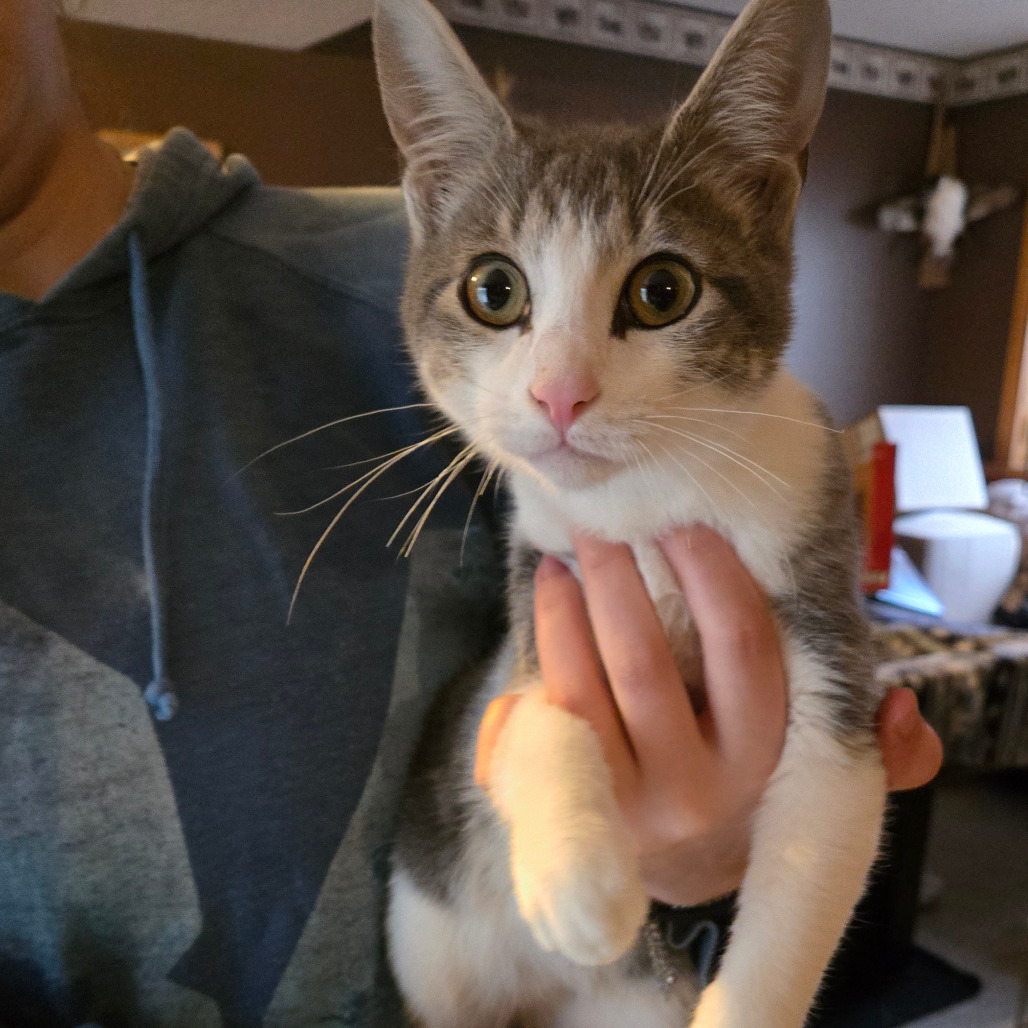 Oliver, an adoptable Domestic Short Hair in Grand Rapids, MN, 55744 | Photo Image 1