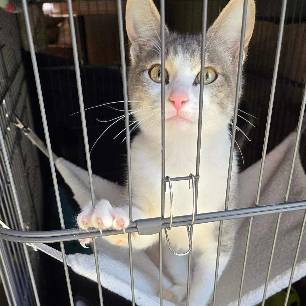 Oliver, an adoptable Domestic Short Hair in Grand Rapids, MN, 55744 | Photo Image 2