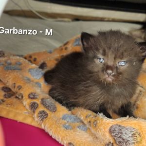 Meet Mama Suki and her fabulous family of seven adorable kittens Vanilla Pinto Lentil Jelly Gar