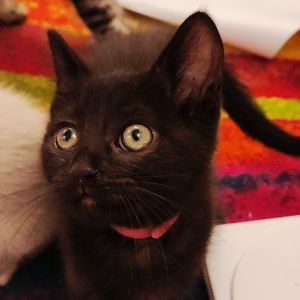 Meet Mama Suki and her fabulous family of seven adorable kittens Vanilla Pinto