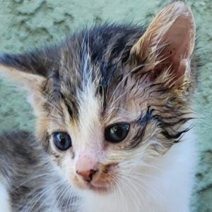 Meet the Luxury Car Kittens - Porsche Mercedes Lotus Bugatti and Bentley Get ready to rev your 