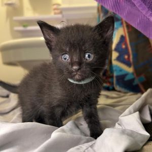Meet Mama Suki and her fabulous family of seven adorable kittens Vanilla Pinto