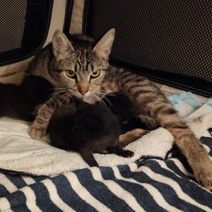 Meet Mama Suki and her fabulous family of seven adorable kittens Vanilla Pinto Lentil Jelly Gar