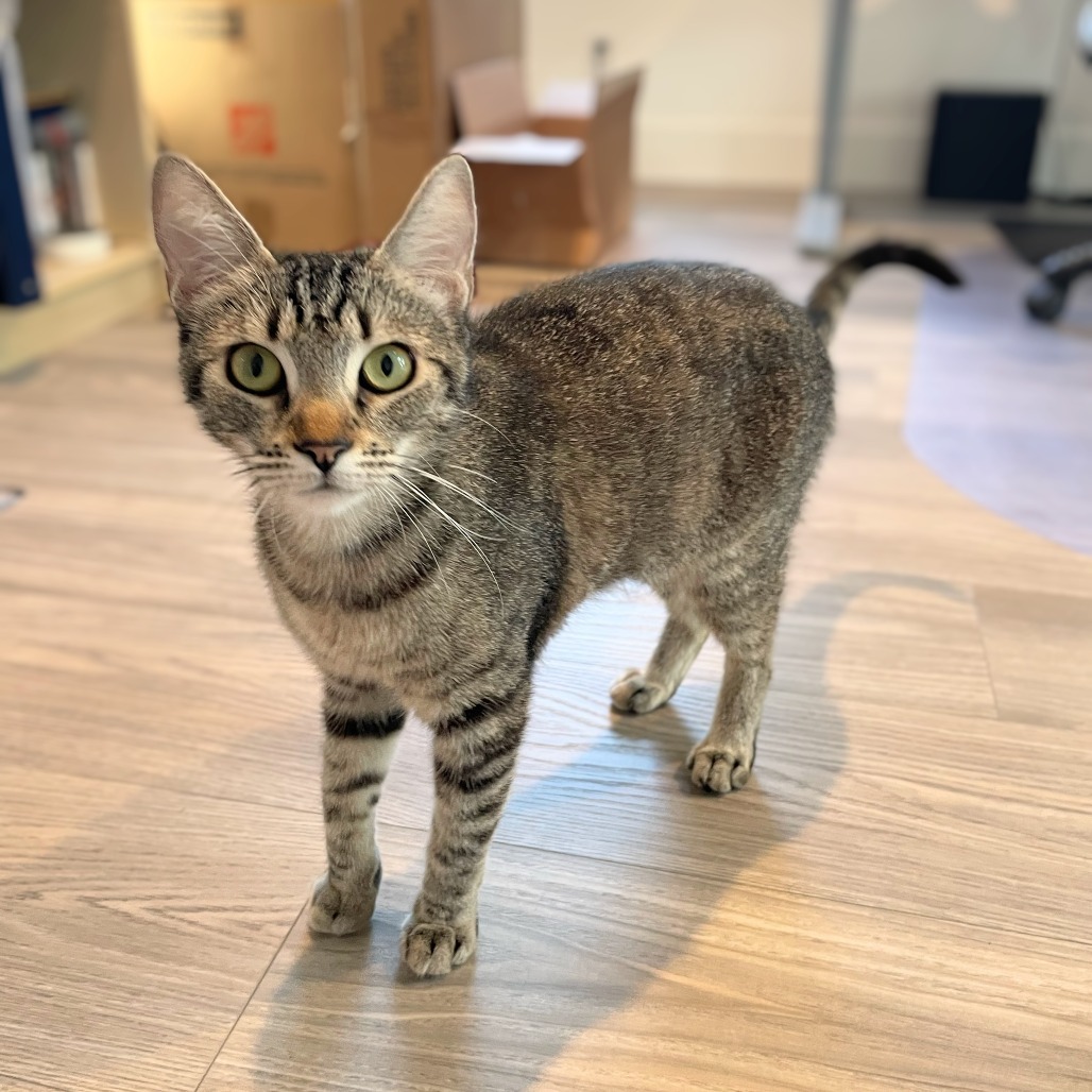 Suki