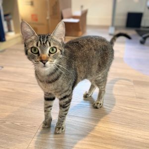 Suki, Adult Female Domestic Short Hair