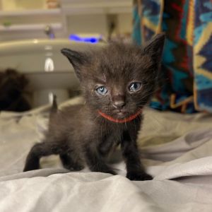 Meet Mama Suki and her fabulous family of seven adorable kittens Vanilla Pinto Lentil Jelly Gar