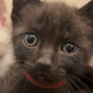 Meet Mama Suki and her fabulous family of seven adorable kittens Vanilla Pinto