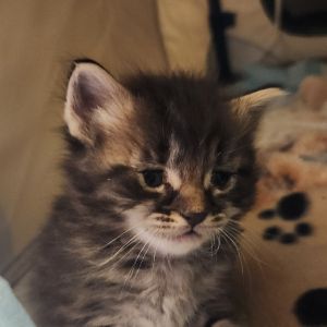 Meet Mama Suki and her fabulous family of seven adorable kittens Vanilla Pinto Lentil Jelly Gar