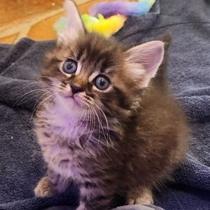 Meet Mama Suki and her fabulous family of seven adorable kittens Vanilla Pinto