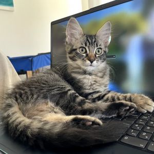 Jelly Bean, Baby Female Domestic Short Hair