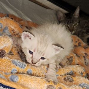 Meet Mama Suki and her fabulous family of seven adorable kittens Vanilla Pinto Lentil Jelly Gar