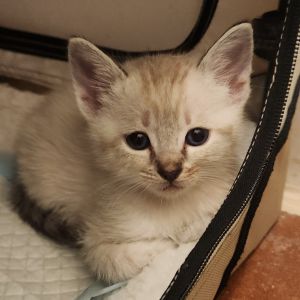 Meet Mama Suki and her fabulous family of seven adorable kittens Vanilla Pinto Lentil Jelly Gar