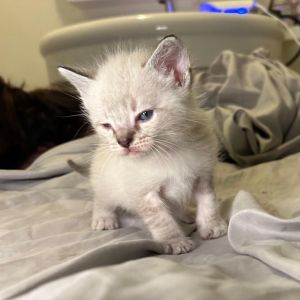 Meet Mama Suki and her fabulous family of seven adorable kittens Vanilla Pinto Lentil Jelly Gar