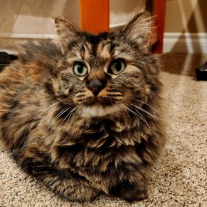 Amy Adams, Adult Female Domestic Long Hair