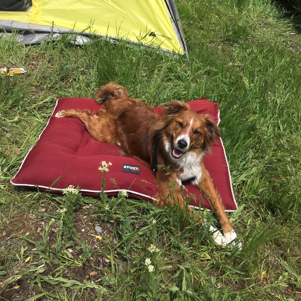 Daisy